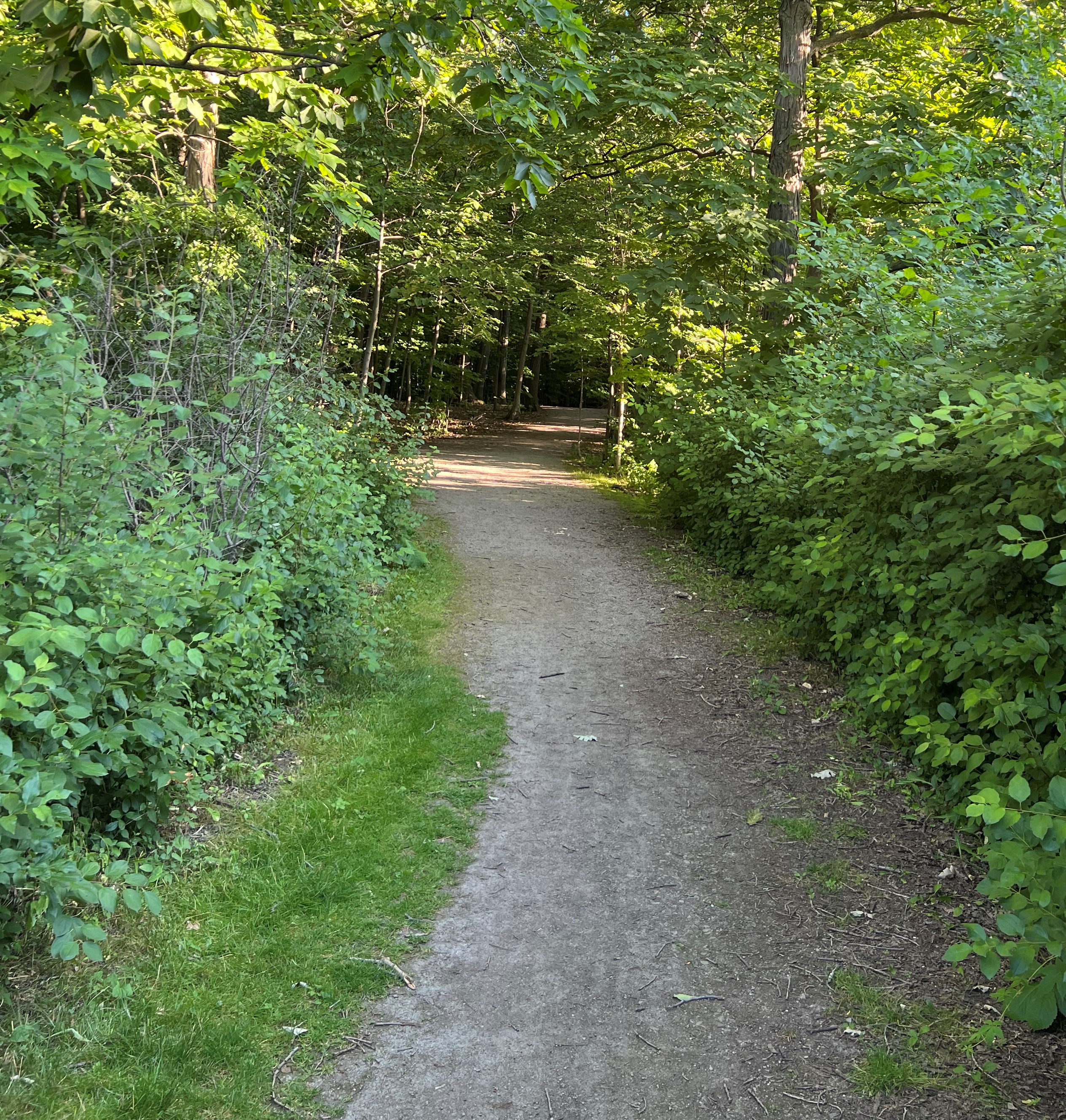 McCraney Creek trail | The section of McCraney Creek trail at Kingsridge Drive where Marie DiGiovine came face to face with what she believes was a black cougar around 8:30 p.m. July 6, 2022. | Marie DiGiovine